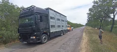 Helyszíni teherautó gumiabroncs mentés: DAF XF állatszállító kamion szervizelése az országúton - 2026. július 17.